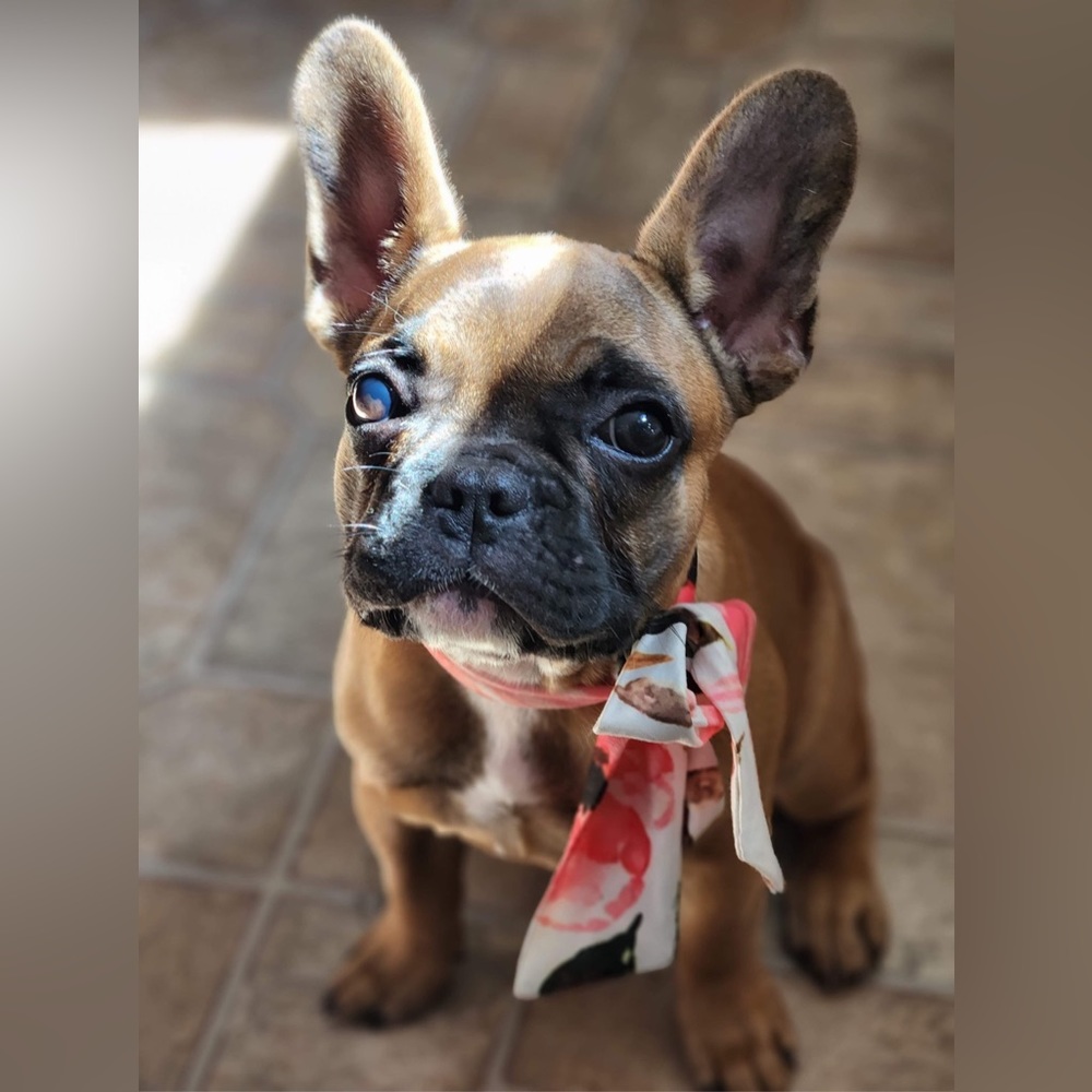 Like for Live Show notifications!!! 🛍️ (Dog NOT For Sale! 🤣)